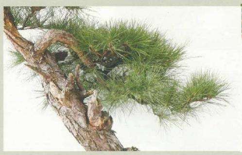 图解 黑松盆景《乘风破浪》怎么制作的17个步骤