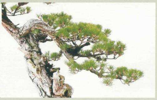 图解 黑松盆景《乘风破浪》怎么制作的17个步骤