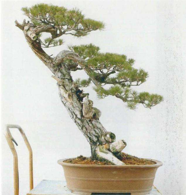 图解 黑松盆景《乘风破浪》怎么制作的17个步骤