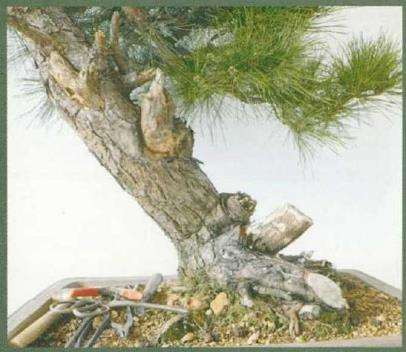 图解 黑松盆景《乘风破浪》怎么制作的17个步骤