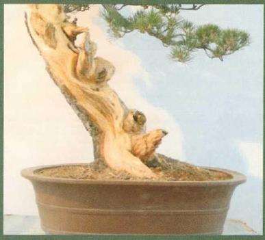 图解 黑松盆景《乘风破浪》怎么制作的17个步骤