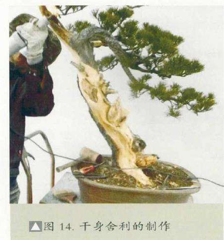 图解 黑松盆景《乘风破浪》怎么制作的17个步骤