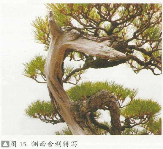 图解 黑松盆景《乘风破浪》怎么制作的17个步骤