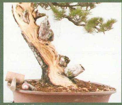 图解 黑松盆景《乘风破浪》怎么制作的17个步骤