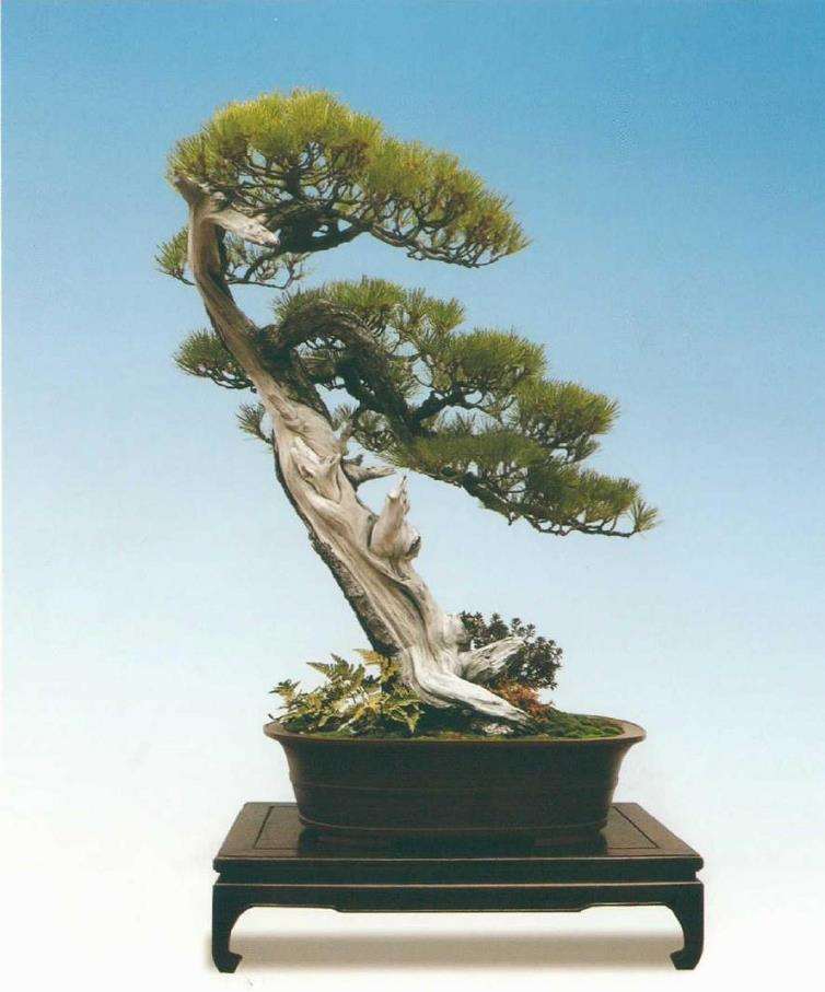 图解 黑松盆景《乘风破浪》怎么制作的17个步骤