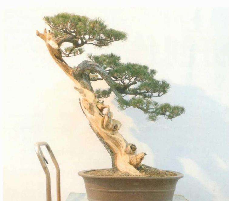 图解 黑松盆景《乘风破浪》怎么制作的17个步骤