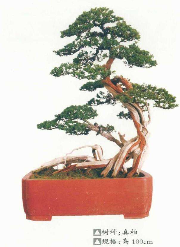 淮安曹立波盆景 藏品欣赏 图片