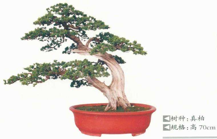 淮安曹立波盆景 藏品欣赏 图片