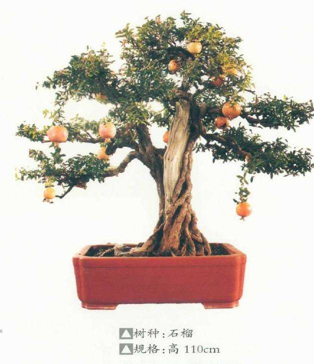 淮安曹立波盆景 藏品欣赏 图片