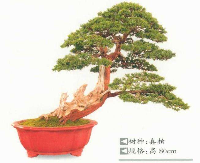 淮安曹立波盆景 藏品欣赏 图片