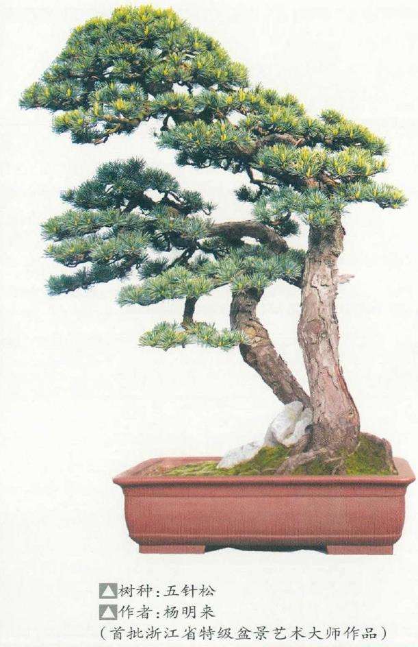 第三批浙江省盆景艺术大师评选结果出炉 图片