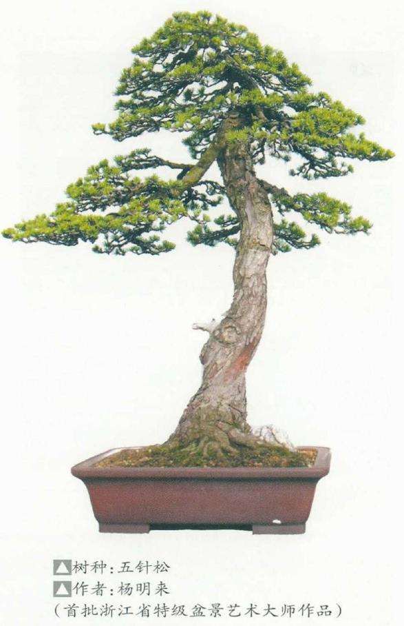 第三批浙江省盆景艺术大师评选结果出炉 图片