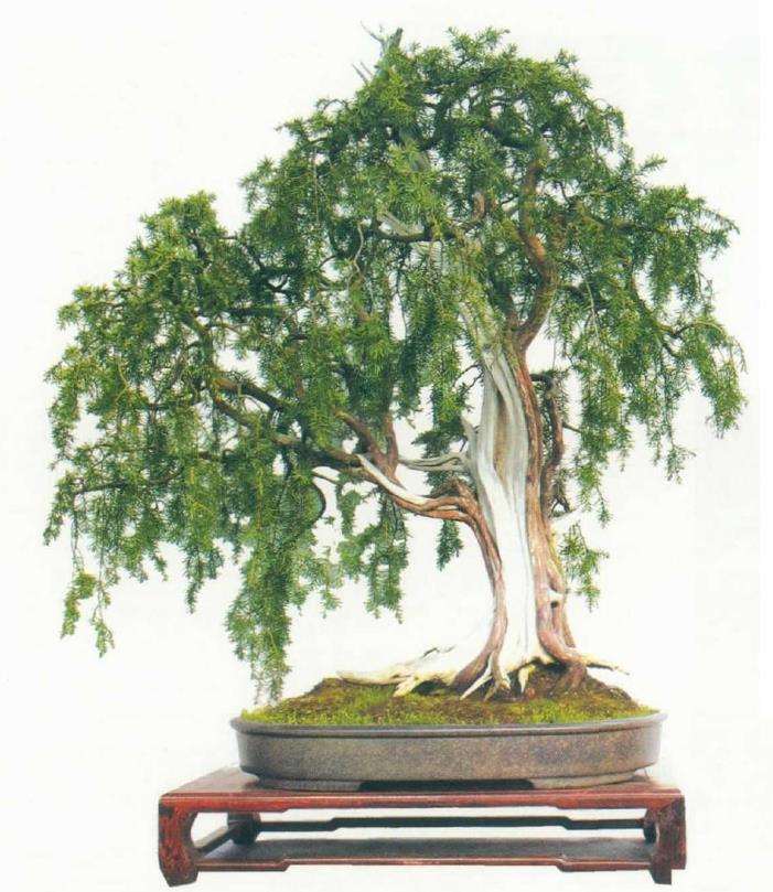 第三批浙江省盆景艺术大师评选结果出炉 图片