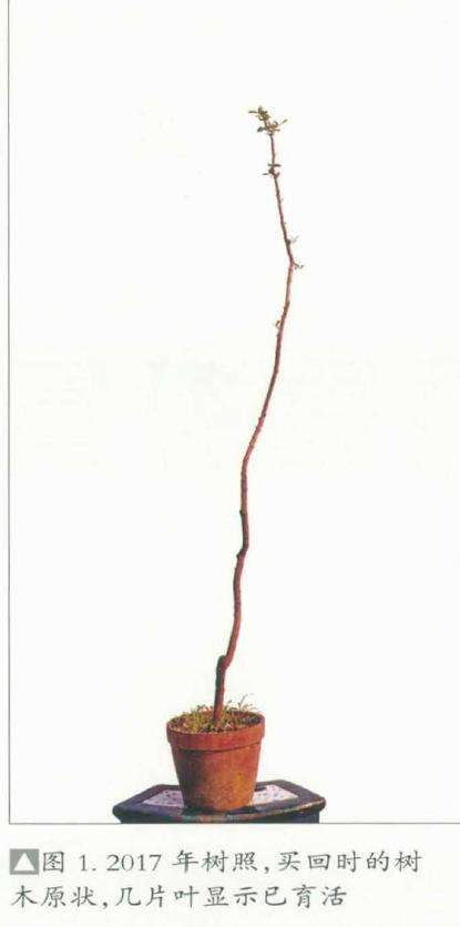 图解 韩学年怎么制作杂木盆景 二十七