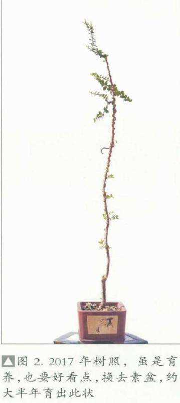 图解 韩学年怎么制作杂木盆景 二十七