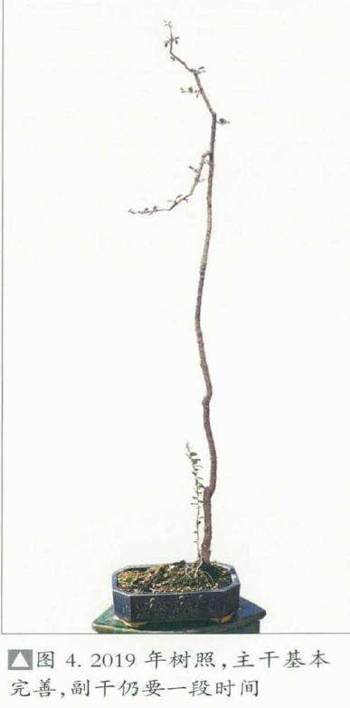 图解 韩学年怎么制作杂木盆景 二十七