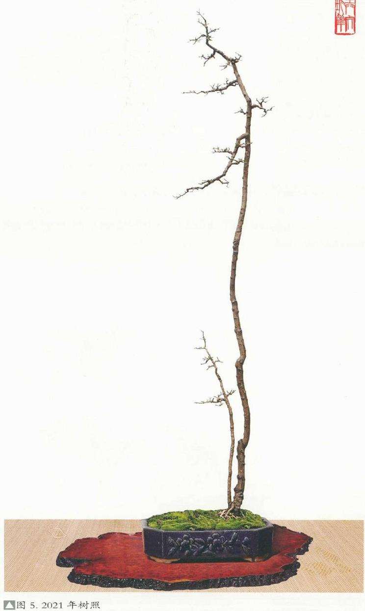 图解 韩学年怎么制作杂木盆景 二十七