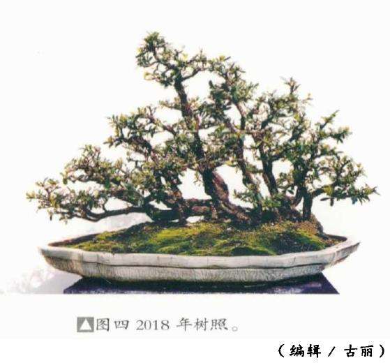 图解 韩学年教你制作水旱盆景