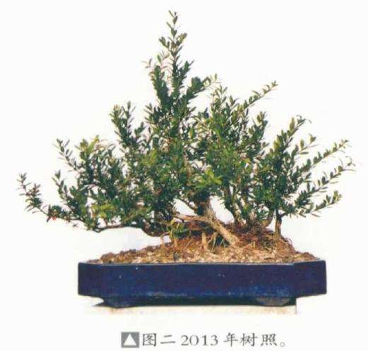 图解 韩学年教你制作水旱盆景