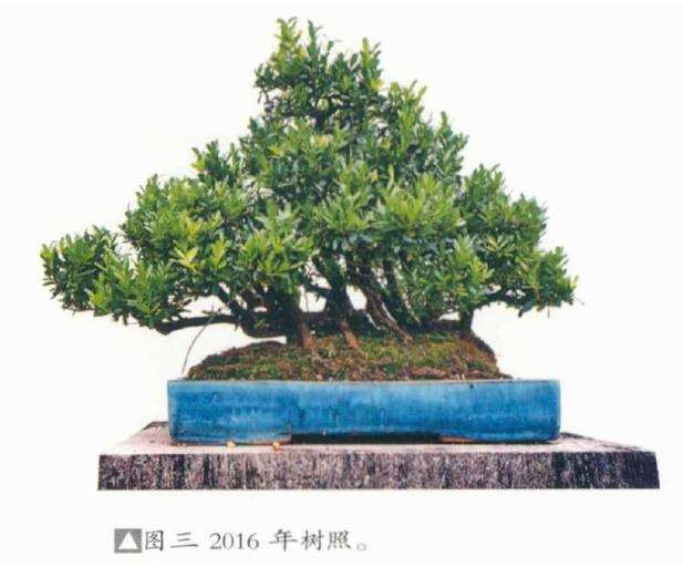 图解 韩学年教你制作水旱盆景