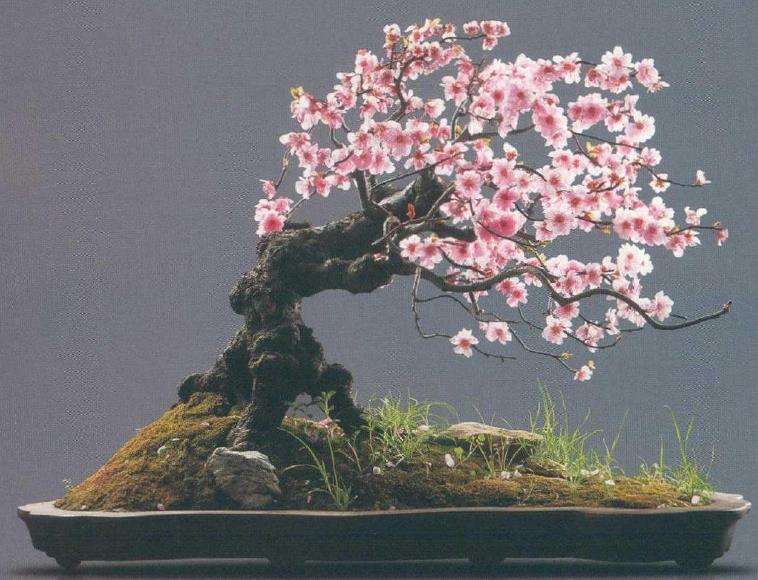 浅谈梅花盆景怎么市场培育德6个方法