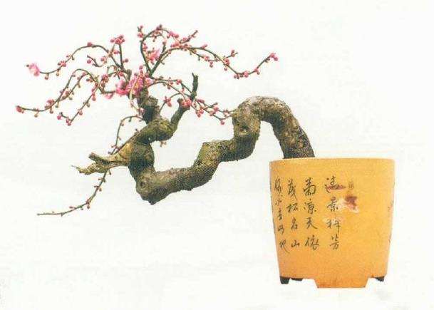 浅谈梅花盆景怎么市场培育德6个方法