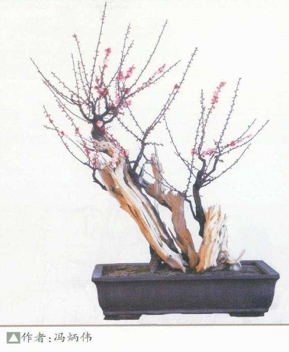 浅谈梅花盆景怎么市场培育德6个方法