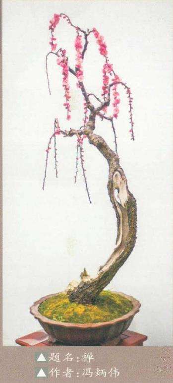 浅谈梅花盆景怎么市场培育德6个方法