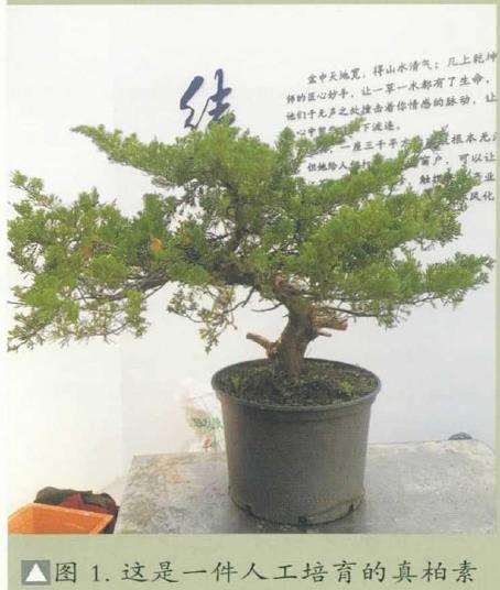 图解 真柏下山桩怎么制作盆景的8个步骤