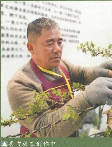 图解 真柏下山桩怎么制作盆景的8个步骤