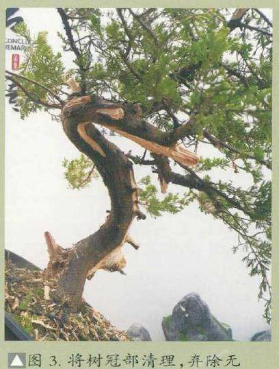 图解 真柏下山桩怎么制作盆景的8个步骤