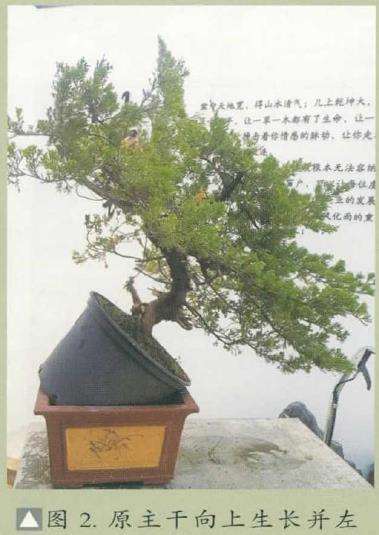 图解 真柏下山桩怎么制作盆景的8个步骤