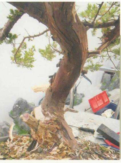 图解 真柏下山桩怎么制作盆景的8个步骤