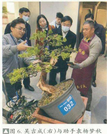 图解 真柏下山桩怎么制作盆景的8个步骤