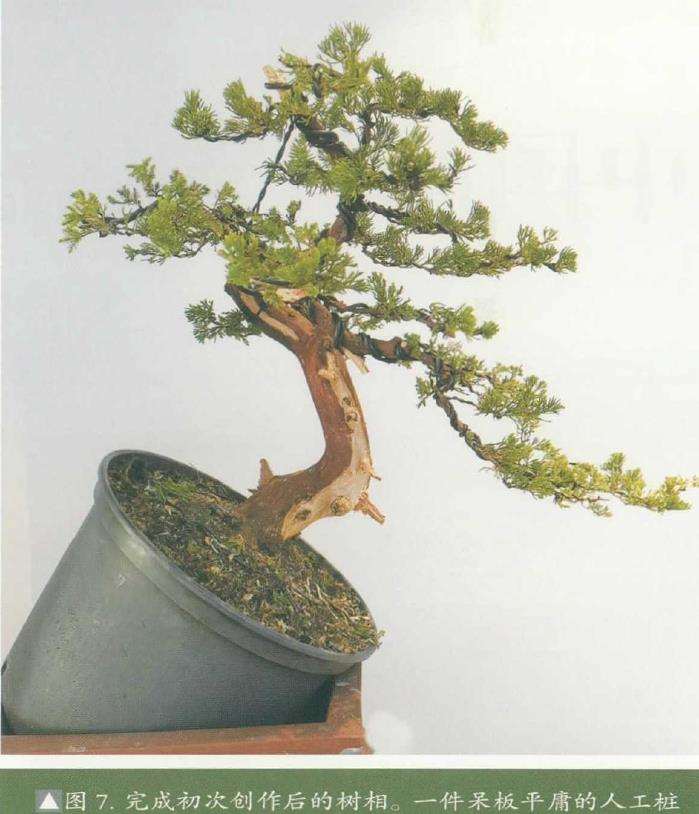 图解 真柏下山桩怎么制作盆景的8个步骤