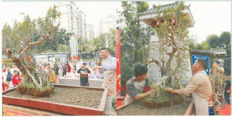 图解 刘传刚怎么制作大型雨林式盆景的26个过程