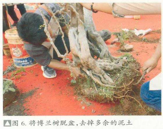 图解 刘传刚怎么制作大型雨林式盆景的26个过程