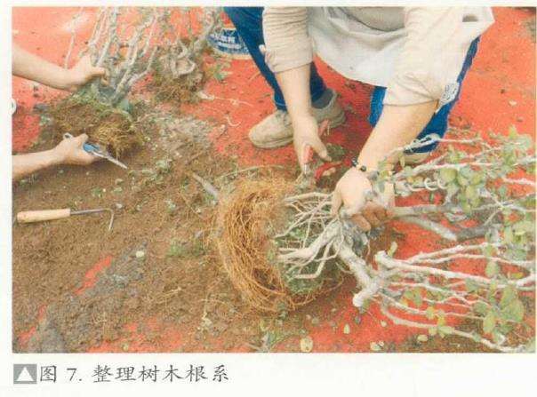 图解 刘传刚怎么制作大型雨林式盆景的26个过程