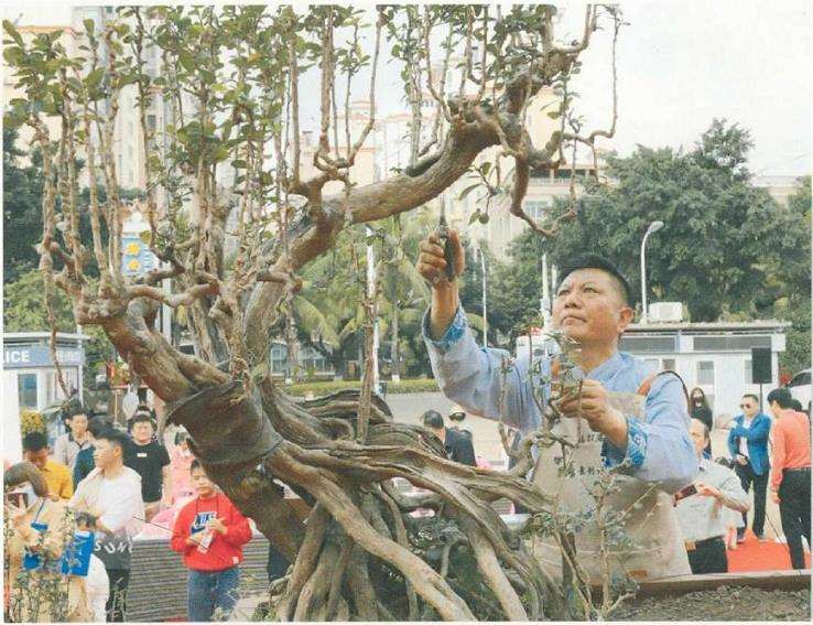 图解 刘传刚怎么制作大型雨林式盆景的26个过程