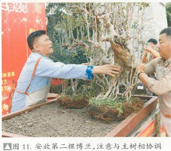 图解 刘传刚怎么制作大型雨林式盆景的26个过程