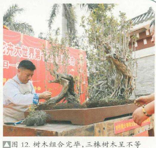 图解 刘传刚怎么制作大型雨林式盆景的26个过程