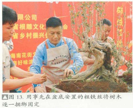 图解 刘传刚怎么制作大型雨林式盆景的26个过程