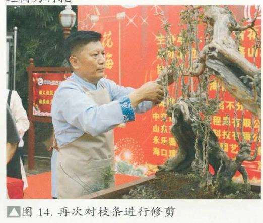 图解 刘传刚怎么制作大型雨林式盆景的26个过程