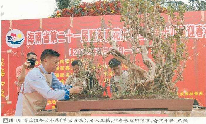 图解 刘传刚怎么制作大型雨林式盆景的26个过程