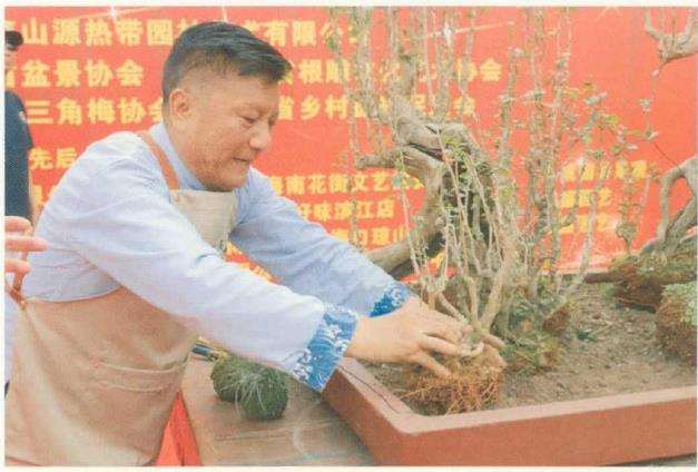 图解 刘传刚怎么制作大型雨林式盆景的26个过程