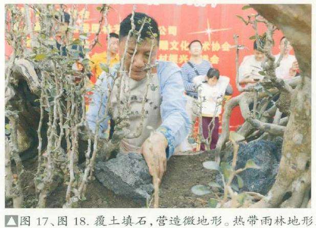 图解 刘传刚怎么制作大型雨林式盆景的26个过程