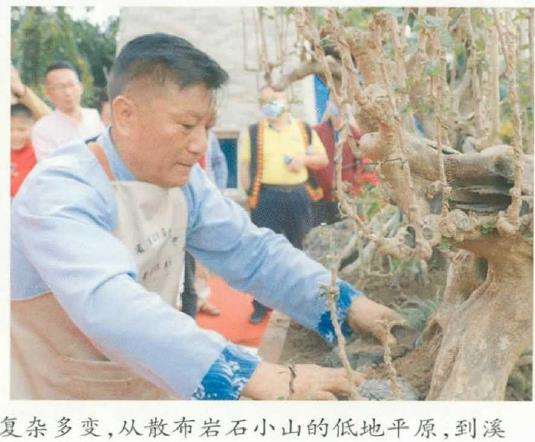 图解 刘传刚怎么制作大型雨林式盆景的26个过程