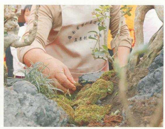 图解 刘传刚怎么制作大型雨林式盆景的26个过程