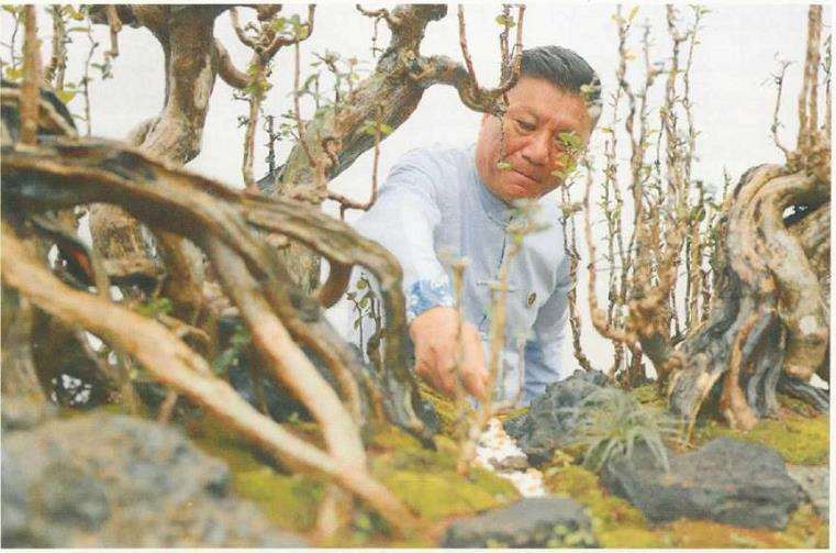 图解 刘传刚怎么制作大型雨林式盆景的26个过程