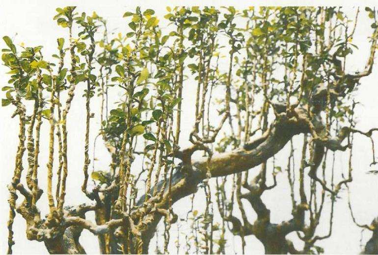 图解 刘传刚怎么制作大型雨林式盆景的26个过程